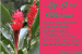 bloom1 thumbnail