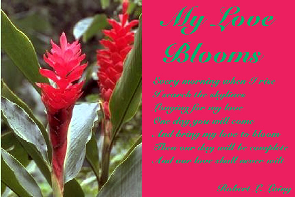 Bloom1