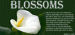 blossom1
thumbnail