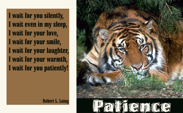Patience1