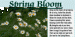 spring1 thumbnail